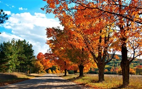 秋、道路、木 HDの壁紙