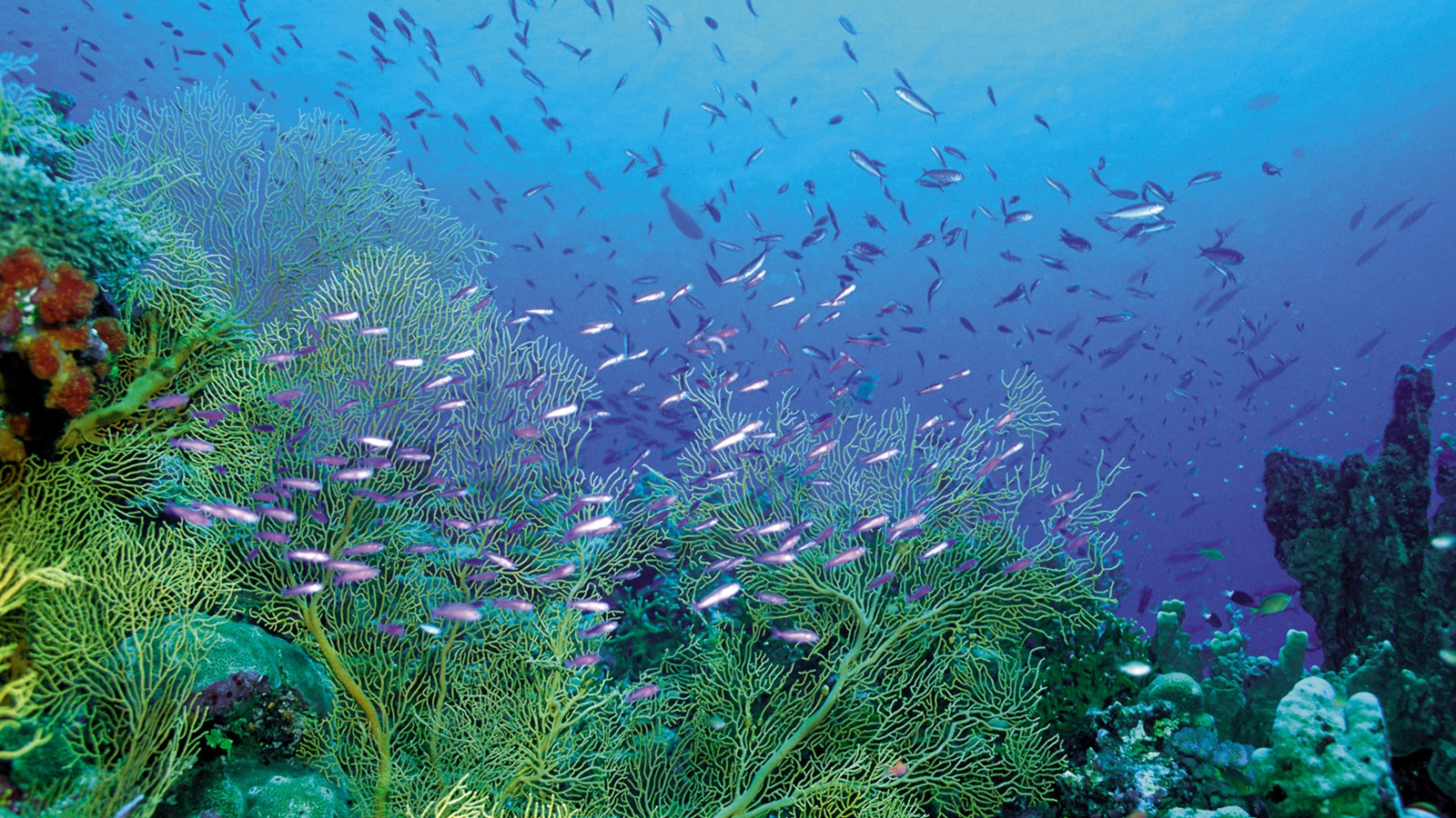 美しい海底 植物や魚 デスクトップの壁紙 1600x900 壁紙をダウンロード Ja Hdwall365 Com