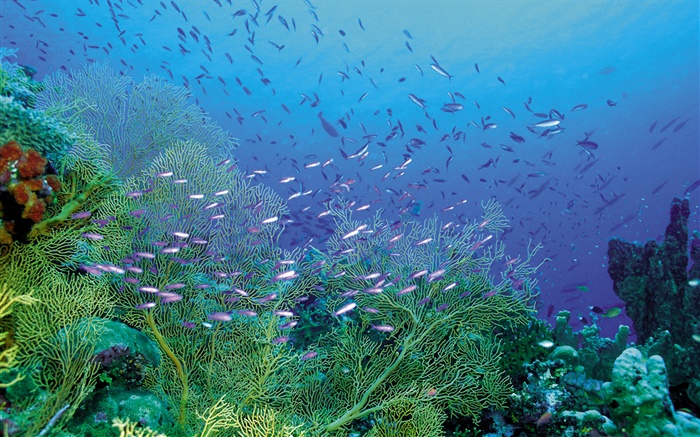 美しい海底、植物や魚 壁紙 ピクチャー