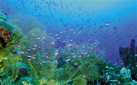 美しい海底、植物や魚