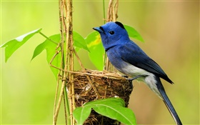 青い鳥、巣、葉