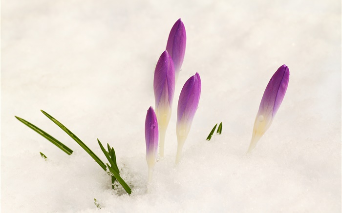クロッカス、雪、紫色の花 壁紙 ピクチャー