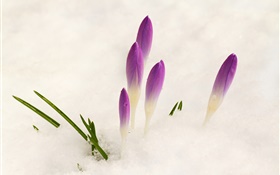 クロッカス、雪、紫色の花