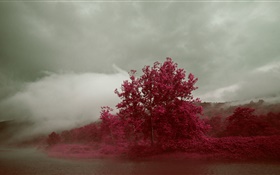 湖、霧、木、赤、葉、秋 HDの壁紙