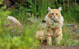 草の中にオレンジ色の猫