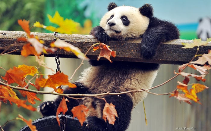 パンダの登り木、黄色の葉、秋 壁紙 ピクチャー