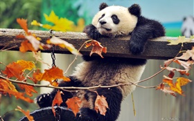 パンダの登り木、黄色の葉、秋 HDの壁紙