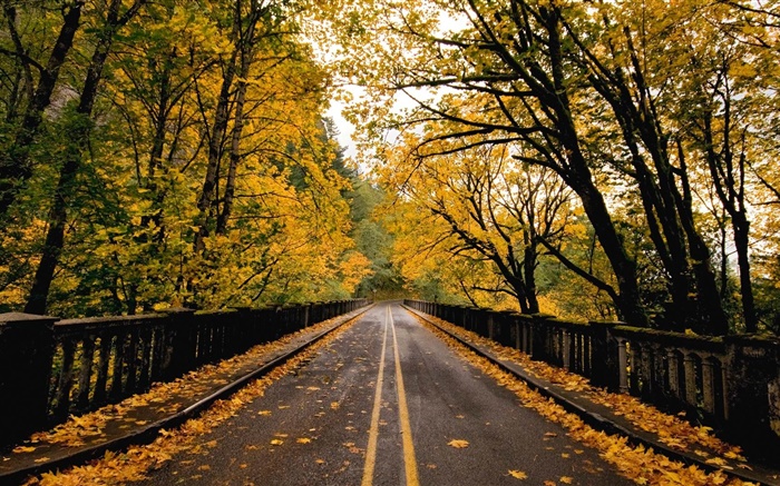 道路、木、黄色の葉、秋 壁紙 ピクチャー