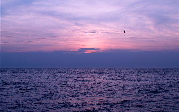 海、夕日、空、雲、鳥 壁紙 ピクチャー