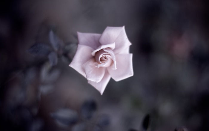 シングルピンクのバラ、花びら、芽、マクロ撮影 壁紙 ピクチャー