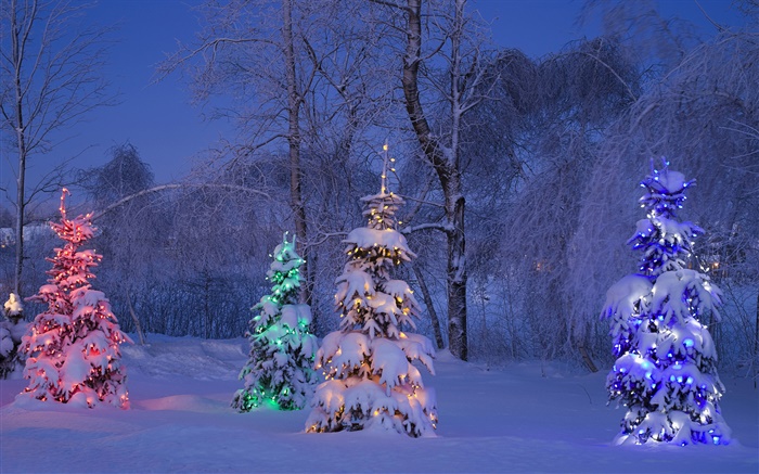 雪に覆われ、点灯木、冬、カナダ 壁紙 ピクチャー