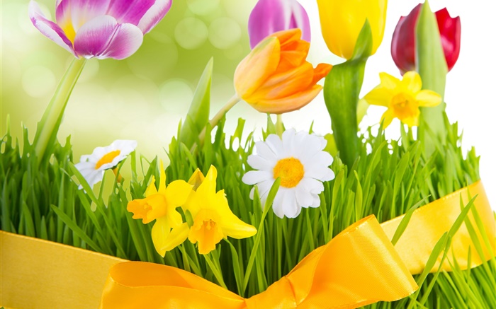 春、色とりどりの花、チューリップ 壁紙 ピクチャー