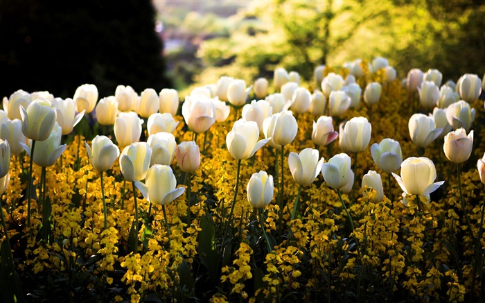 春、公園、白いチューリップの花、黄色、ぼかし、太陽の光 壁紙 ピクチャー