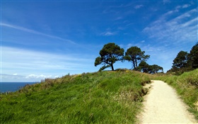 新緑の丘、木、草、コロマンデル半島、ニュージーランド HDの壁紙