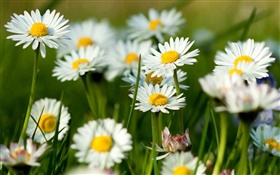 白いカモミールの花