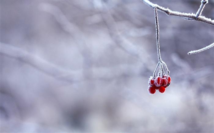 冬、霜、小枝、赤い果実、ボケ 壁紙 ピクチャー