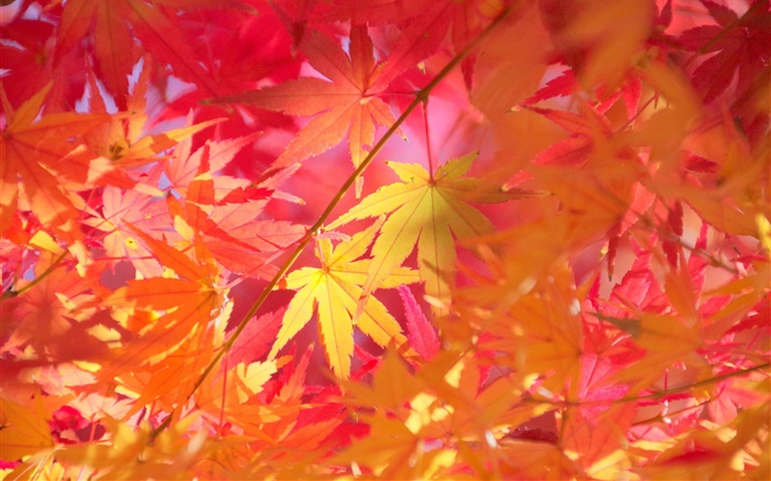 秋、枝、紅葉、カエデ 壁紙 ピクチャー