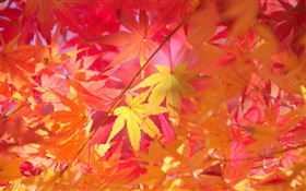 秋、枝、紅葉、カエデ
