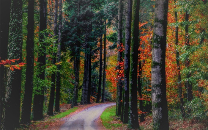 秋、森、木、葉、道路 壁紙 ピクチャー