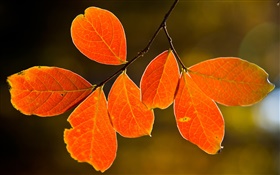 秋の紅葉 HDの壁紙