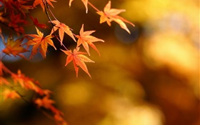 秋、黄色の葉、カエデ、フォーカス、ボケ味