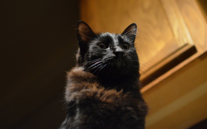 黒猫、目、ボケ 壁紙 ピクチャー