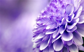 青紫の花、菊、マクロ撮影 HDの壁紙