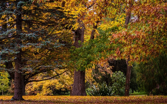 クライストチャーチ、ニュージーランド、公園、木、葉、秋 壁紙 ピクチャー