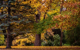 クライストチャーチ、ニュージーランド、公園、木、葉、秋 HDの壁紙