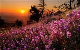 色とりどりの花、自然の風景、夕日、樹木 HDの壁紙