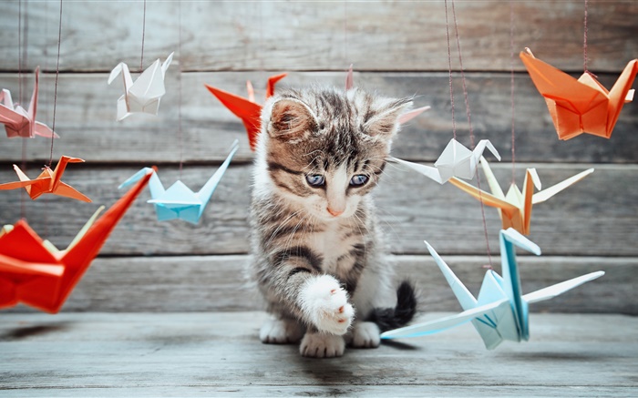 かわいい子猫、カラフルな紙の鳥 壁紙 ピクチャー