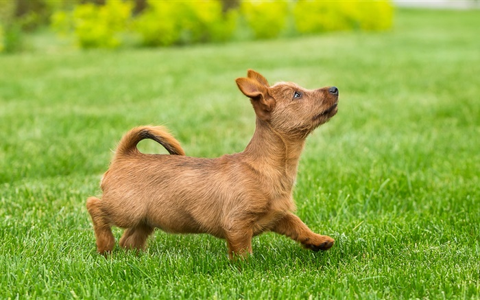 かわいい子犬、テリア、芝生、草 壁紙 ピクチャー