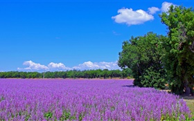 フランス、ラベンダーの花、フィールド、木、青空 HDの壁紙