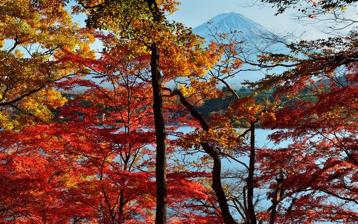 日本の自然の風景、秋、木、紅葉、フジマウント 壁紙 ピクチャー