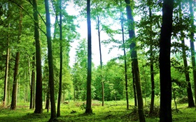 自然の風景、夏、森、木、グリーン、グレア HDの壁紙