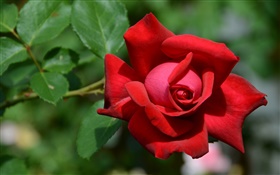 一つの赤い花バラ、ボケ HDの壁紙