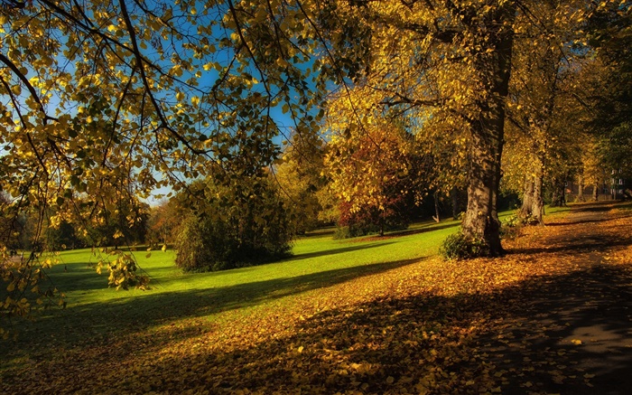 公園、秋、木、黄色の葉、地面 壁紙 ピクチャー