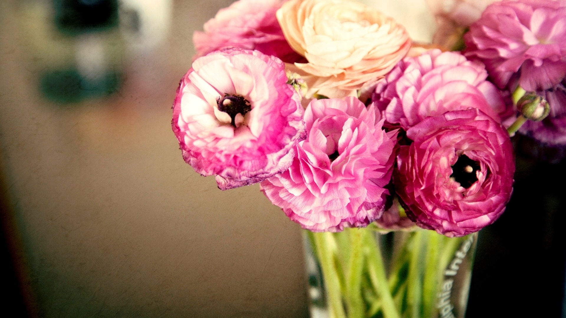 ピンクの花 ラナンキュラス 花瓶 デスクトップの壁紙 19x1080 壁紙をダウンロード Ja Hdwall365 Com