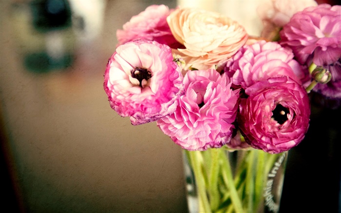 ピンクの花、ラナンキュラス、花瓶 壁紙 ピクチャー
