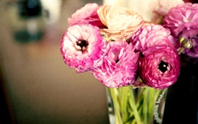 ピンクの花、ラナンキュラス、花瓶 HDの壁紙