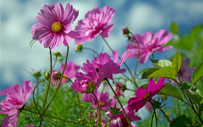 ピンクのkosmeyaの花、夏 壁紙 ピクチャー