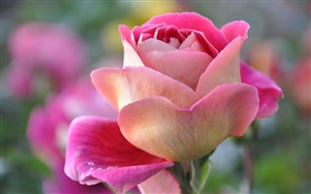ピンク、バラの花びら、芽 HDの壁紙