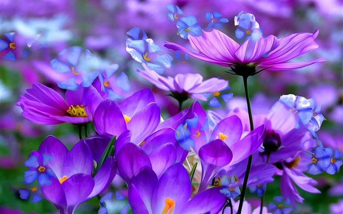 紫のクロッカスの花、花びら、マクロ、芸術インク 壁紙 ピクチャー