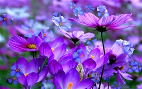 紫のクロッカスの花、花びら、マクロ、芸術インク HDの壁紙