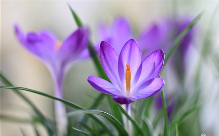 紫クロッカスの花びら、草、春 壁紙 ピクチャー