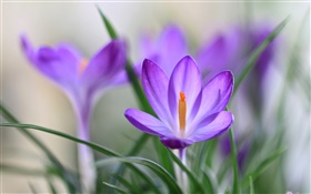 紫クロッカスの花びら、草、春 HDの壁紙