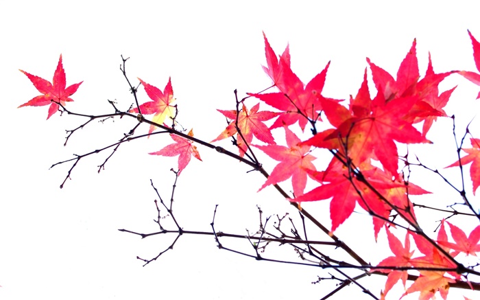 赤カエデの葉、小枝、秋、白の背景 壁紙 ピクチャー