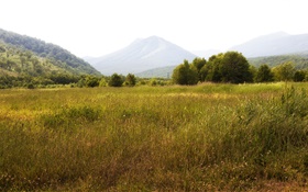 ロシア、カムチャツカ、山、木、草 HDの壁紙