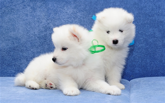 サモエド、白い犬、子犬 壁紙 ピクチャー