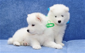サモエド、白い犬、子犬 HDの壁紙